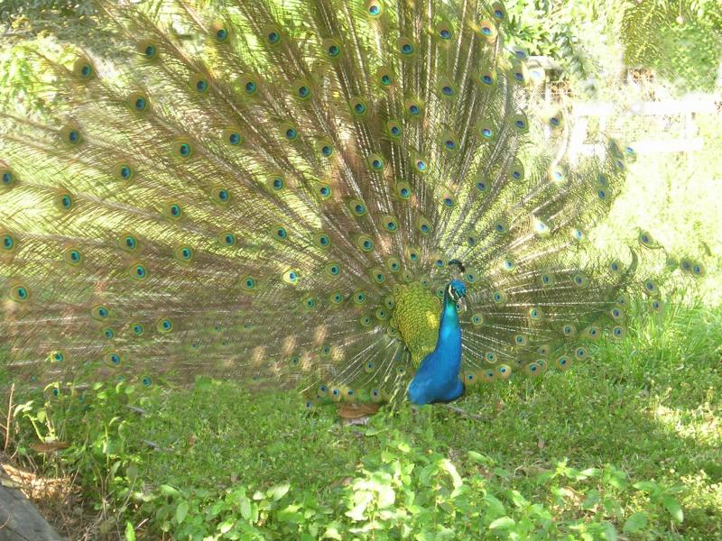 Peacock at Berta's Farm